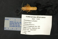 Procambarus simulans image
